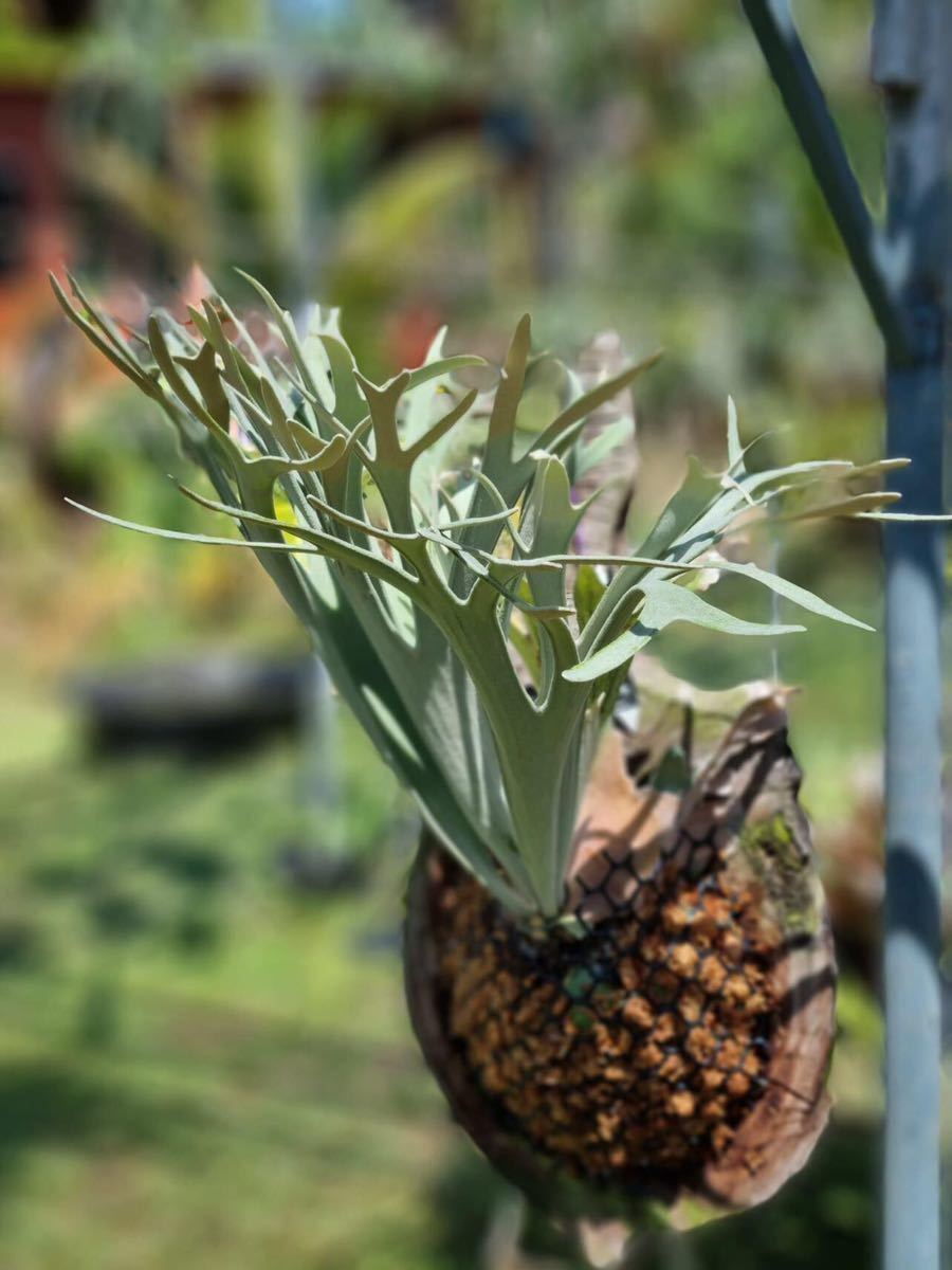 ビカクシダ ビーチーlisa ビカクシダビーチーリサ(スポア)