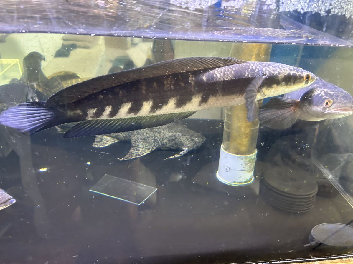 チヤンナマルリオイデス、イエロー１匹。 チャンナマルリオイデス イエローセンタルン産