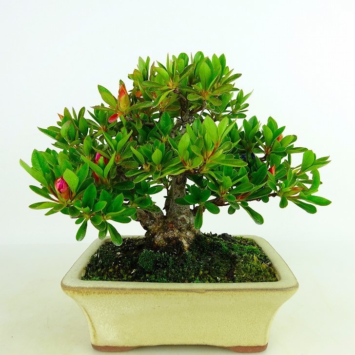 盆栽セット（大・中・小） 日の丸 日の丸大中小3本セット めぐり逢い