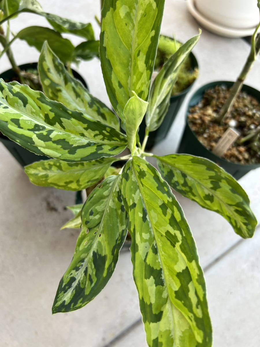 TB便 ネームド 五月雨】Aglaonema pictum GW1603 五月雨 Padang