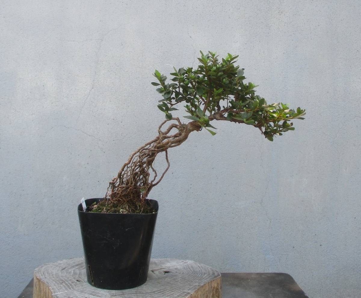 根上がり さつき盆栽 ◇白寿の光◇ 鉢 14×14cm