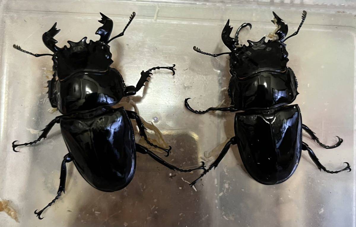 Aoi_Nepal】超大型血統 90mm×54mm タランドゥスオオツヤクワガタ 幼虫4