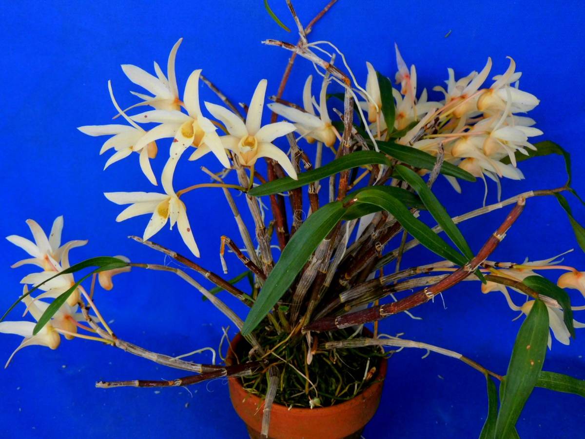 富貴蘭 紅無双錦