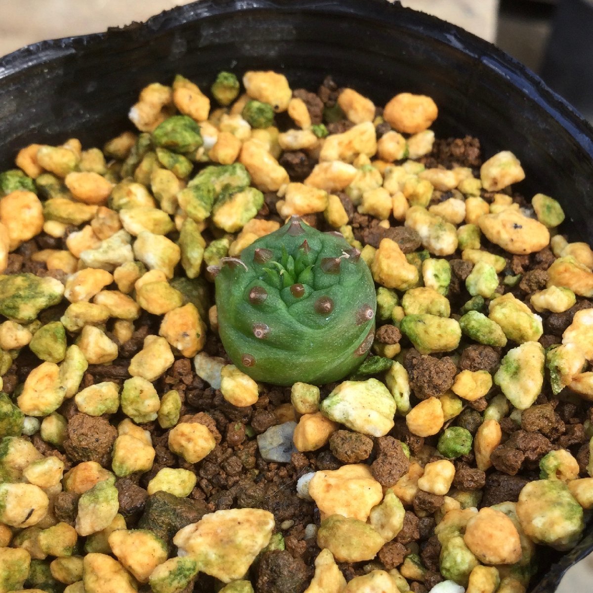 【未使用】9/3 オベサ × 鉄甲丸 オベサ鉄甲 実生 7.5cm鉢 『エムズプランツ』の落札情報詳細 ヤフオク落札価格検索 オークフリー