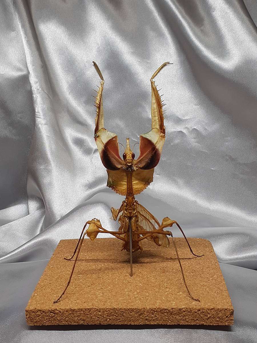ニセハナマオウカマキリ ♂ 立体標本 傷や汚れあり】ニセハナマオウカマキリ ♀ 立体標本 Idolomantis