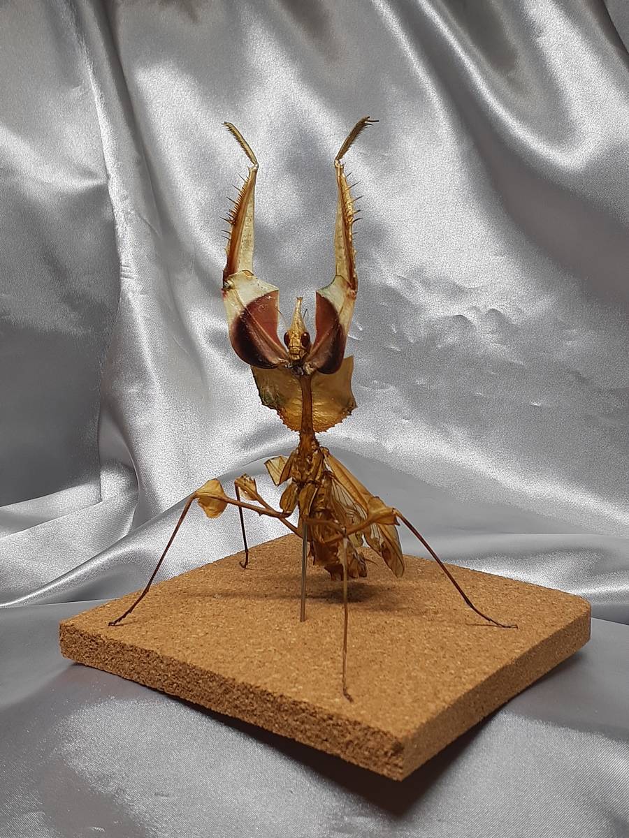 ニセハナマオウカマキリ雌立体標本