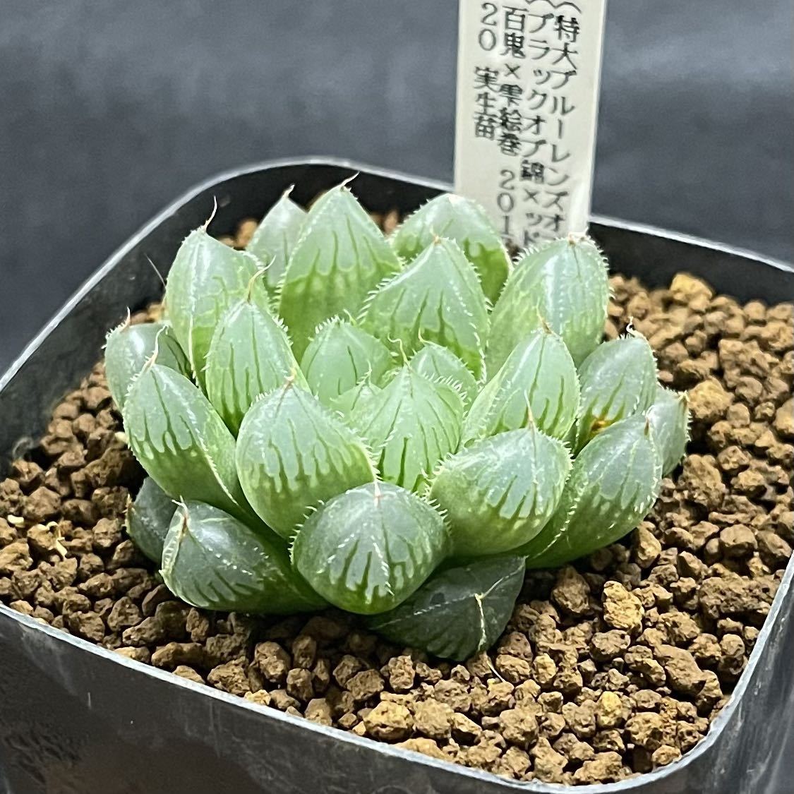 特大。山採りクロモジ3.4M(鉢底から) 山取 クロモジ 特大 特大。山採りクロモジ3.4M(鉢底から)