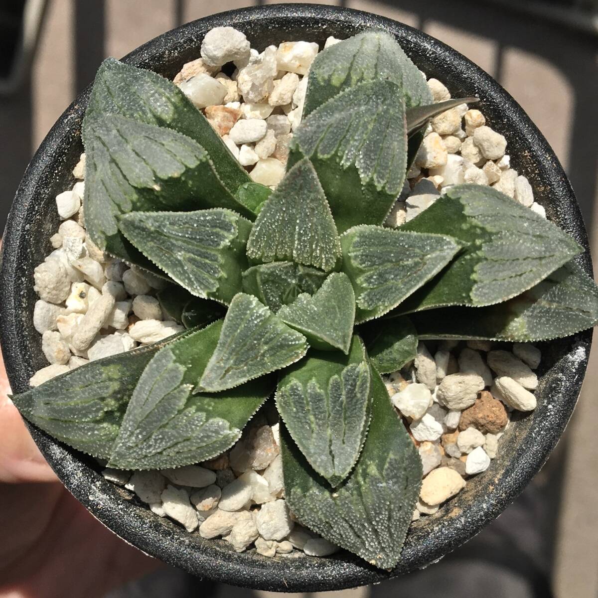 12AAA ハオルチア　多肉植物　丸葉ハートピグマエア錦　自家繁殖 12AAA ハオルチア 多肉植物 丸葉ハートピグマエア錦 自家繁殖
