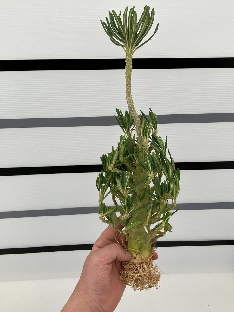 2粒ドルステニアギガスブラータDorstenia gigas f.bullata 【公式通販】