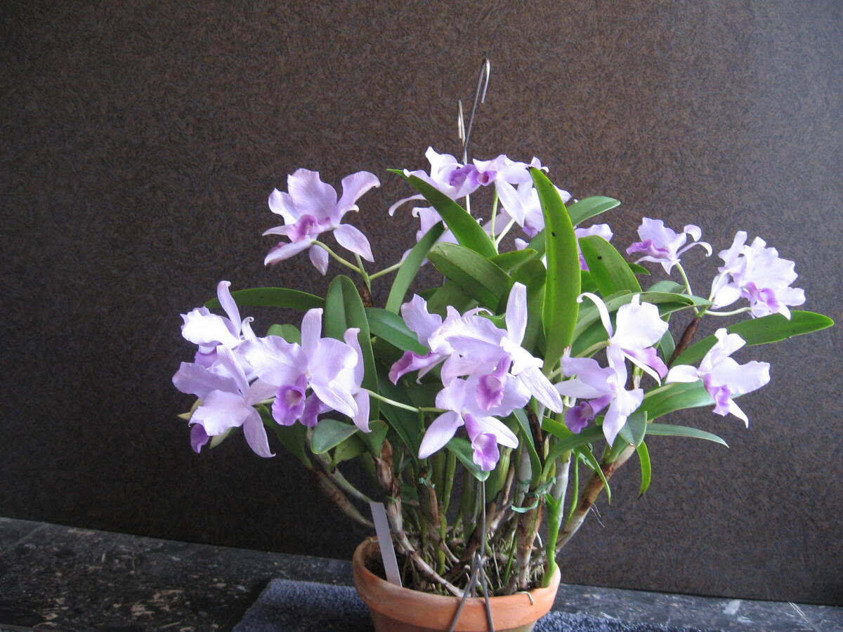 【目立った傷や汚れなし】洋蘭 原種 カトレア C. (Gur.) skinneri fma.coerulea ’Dark’ OG株の落札情報 ...