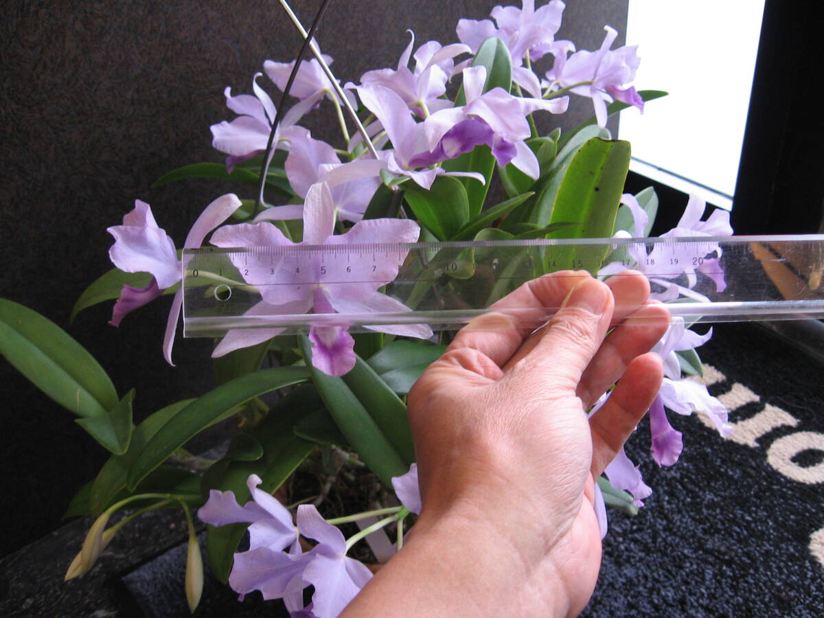 【目立った傷や汚れなし】洋蘭 原種 カトレア C. (Gur.) skinneri fma.coerulea ’Dark’ OG株の落札情報 ...