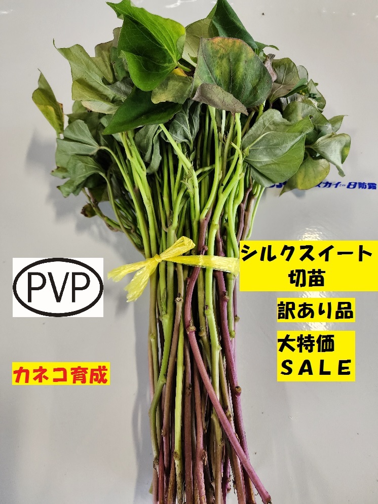 さつまいも苗【シルクスイート200本】【ウイルスフリー切り苗
