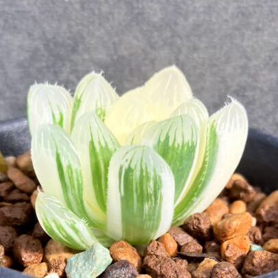 ハオルチア えんじ 臙脂 極上斑