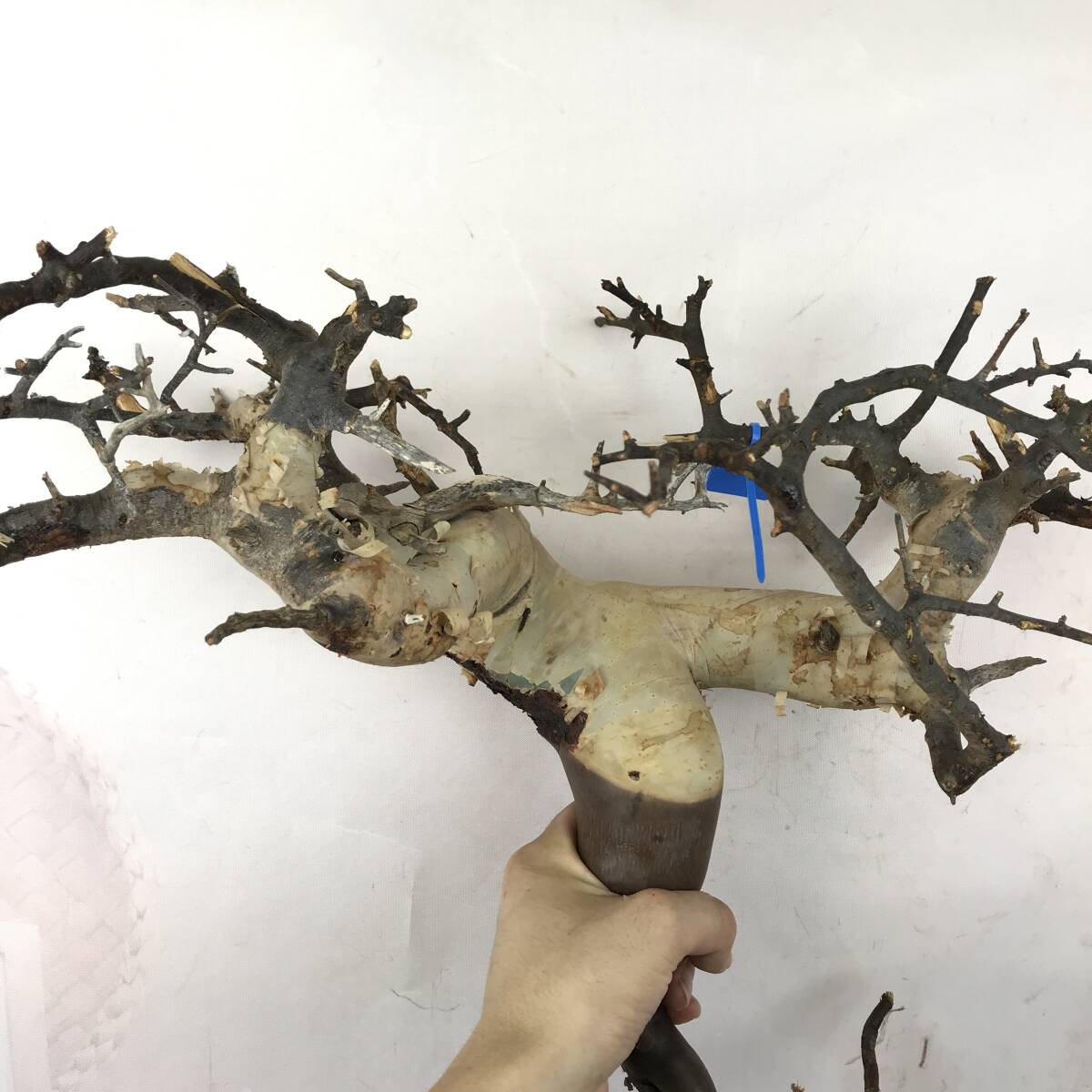 コミフォラ カタフ ピュアベアルート株現地発根No5 コミフォラ カタフ ピュアベアルート株現地発根No5