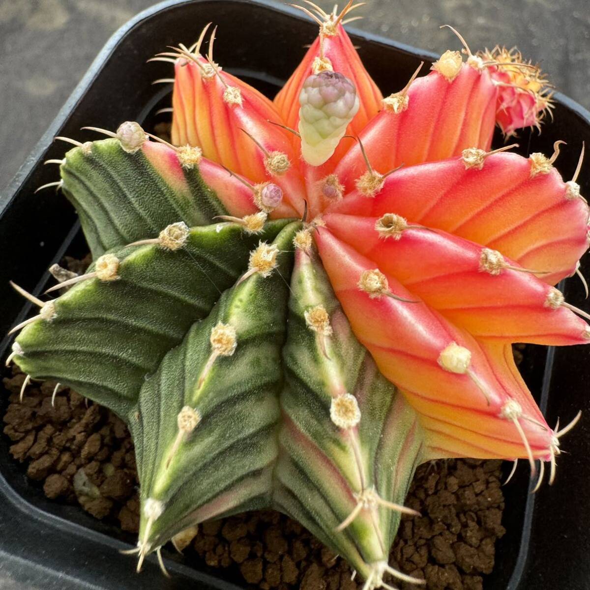 【タロウ様向け】パキポディウム ブレビカウレ 自宅採種種子 100 粒 自家採取】 Pachypodium brevicaule クリーム花 and