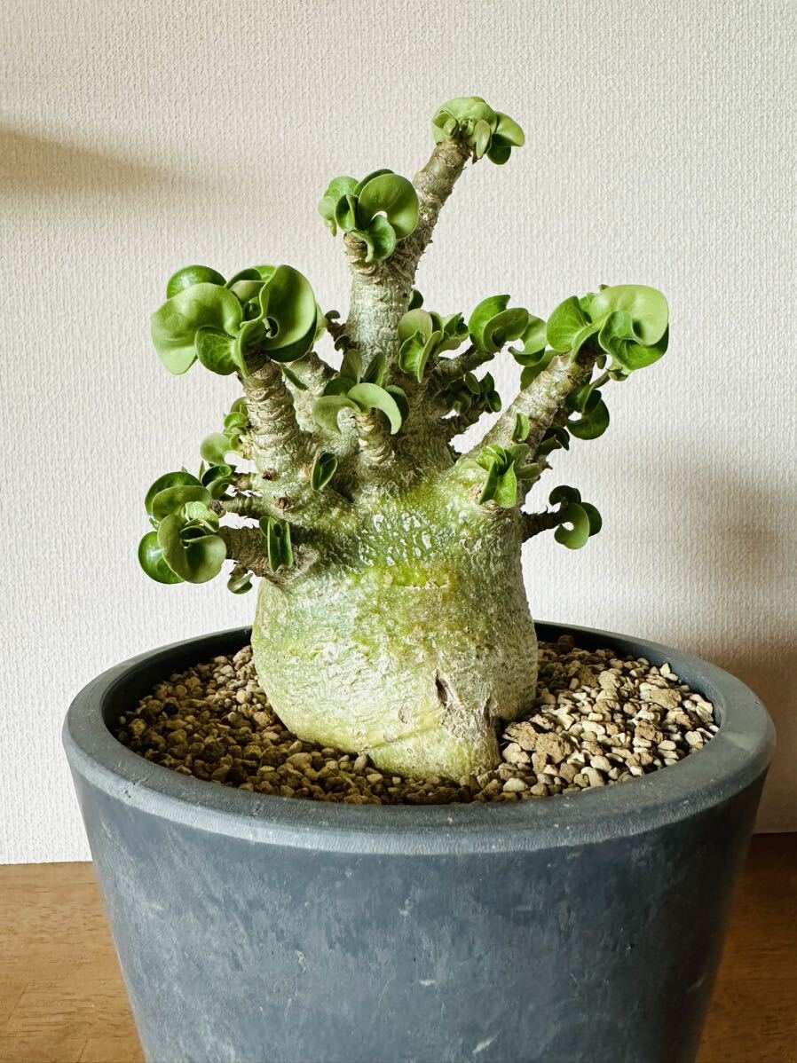 パキポディウム グラキリス 現地球 花芽 良型 発根株 (鉢付き) 【公式