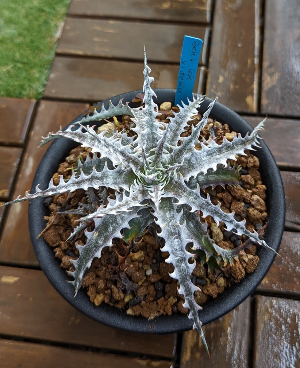 本物 ディッキア デリカータ Dyckia delicata rubra ⑶ 【公式通販】