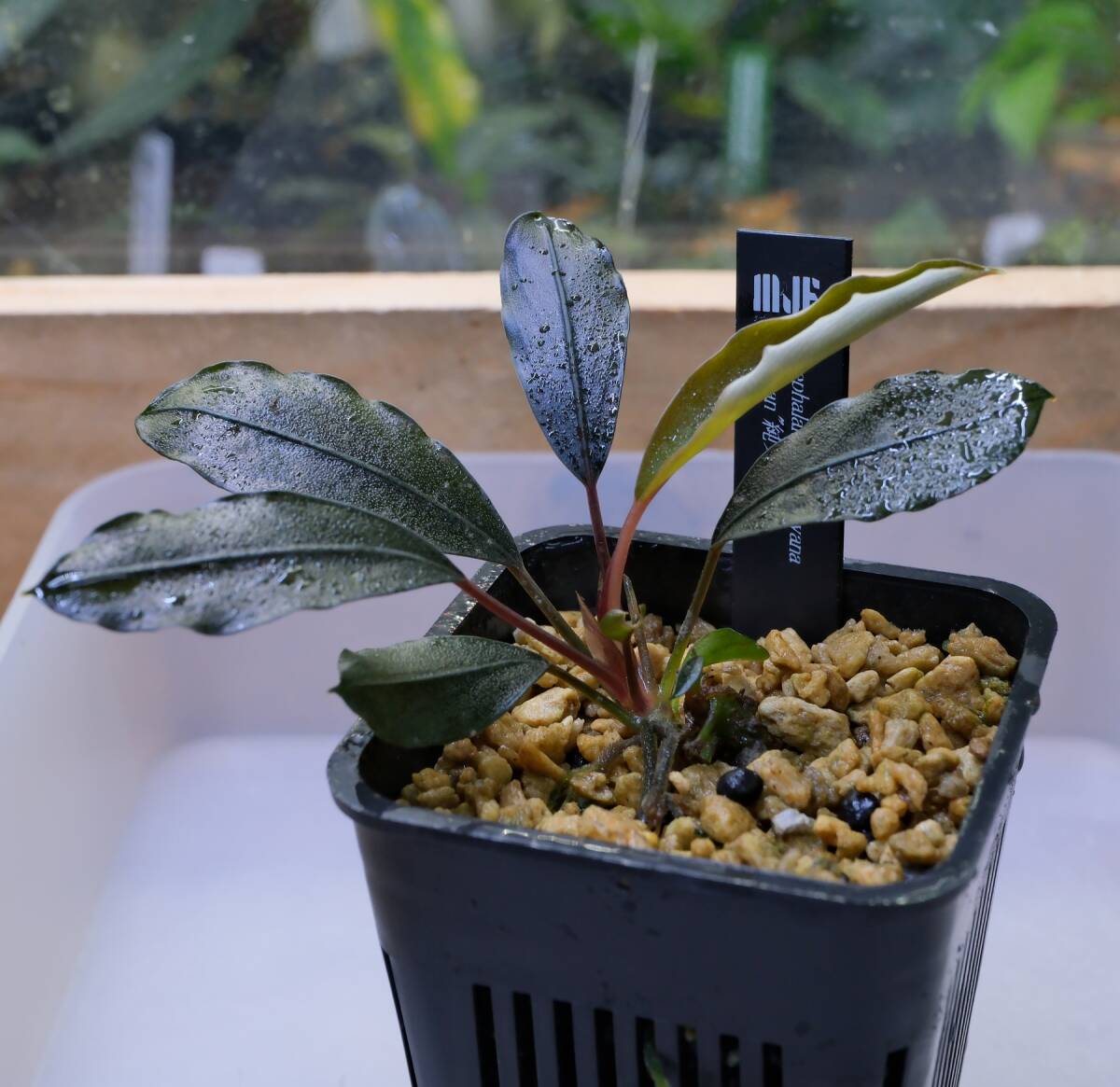 限定1株】 ブセファランドラ sp, モトレイアーナ 極紫個体 水上葉