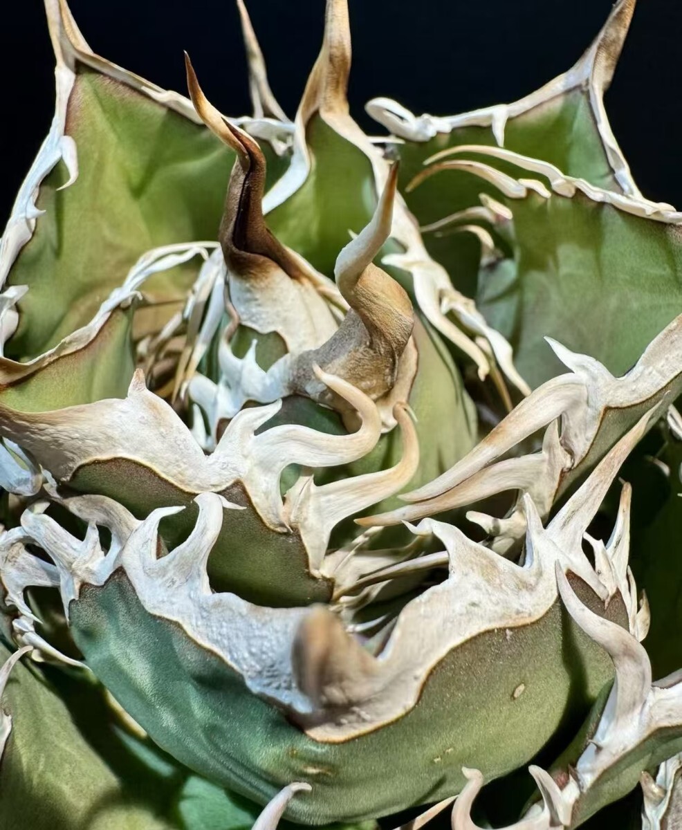 アガベ チタノタ 金剛 B-19アガベ【特選】 多肉植物 チタノタ 金剛 厳選極上棘発根済み狂刺