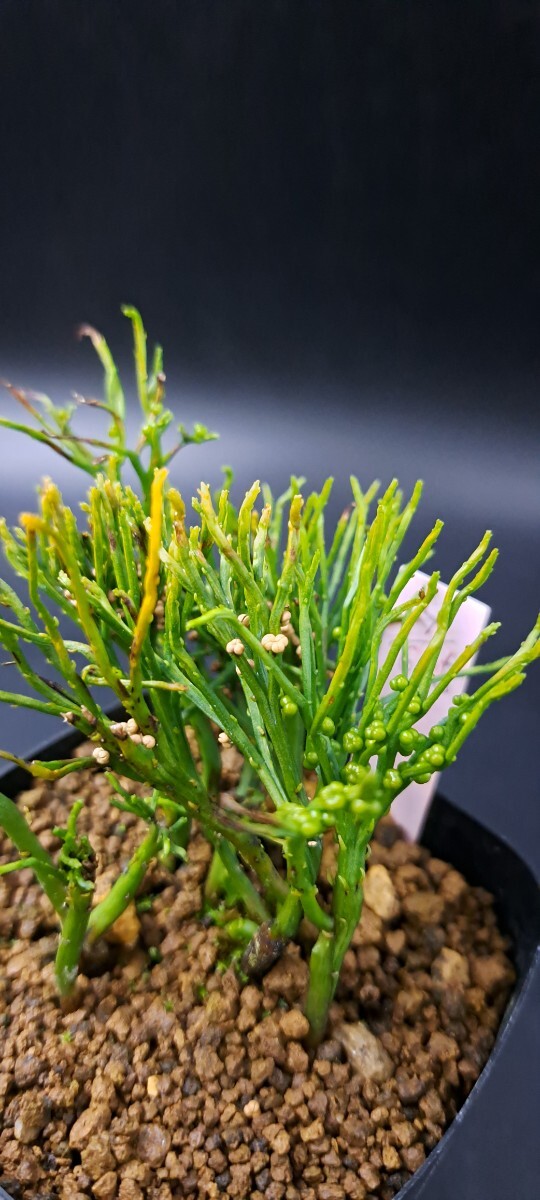 喜晴園》松葉蘭 【青龍角】 マツバラン シダ 山野草 古典園芸 松葉蘭「麒麟