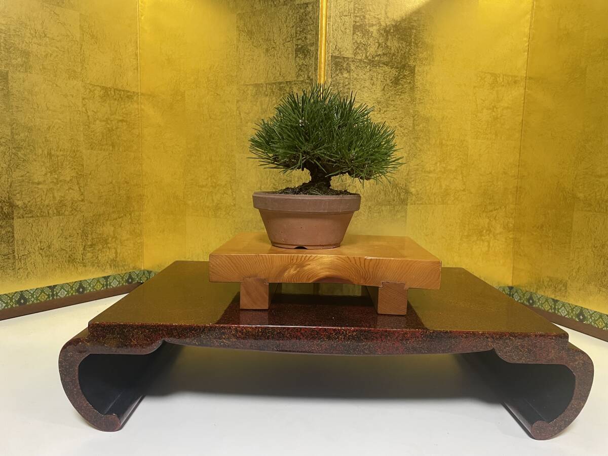 インテリア盆栽「黒松 半懸崖」 | 植物再生工房ReBonsai 【盆栽】三河