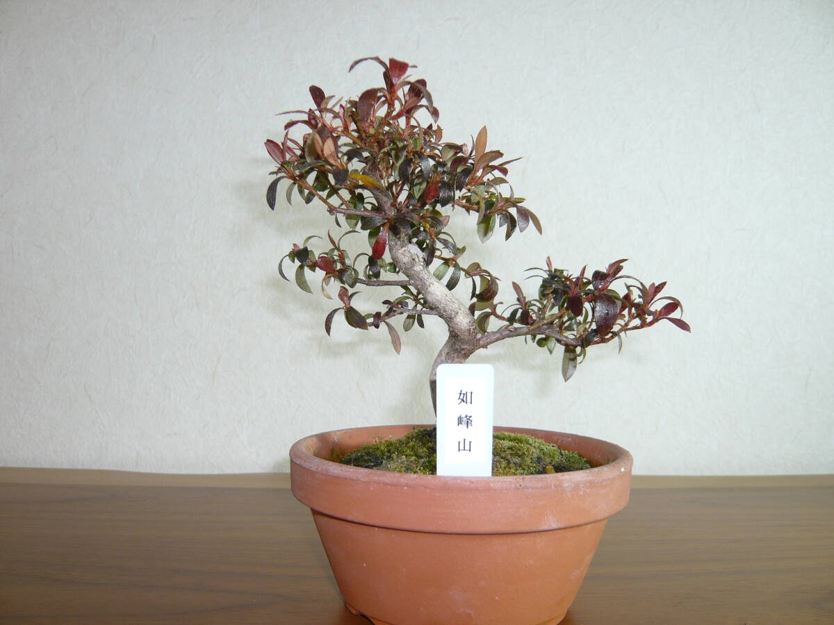 ☆皐月・さつき盆栽光華園☆都賀の春 銘花の子 本格小品盆栽