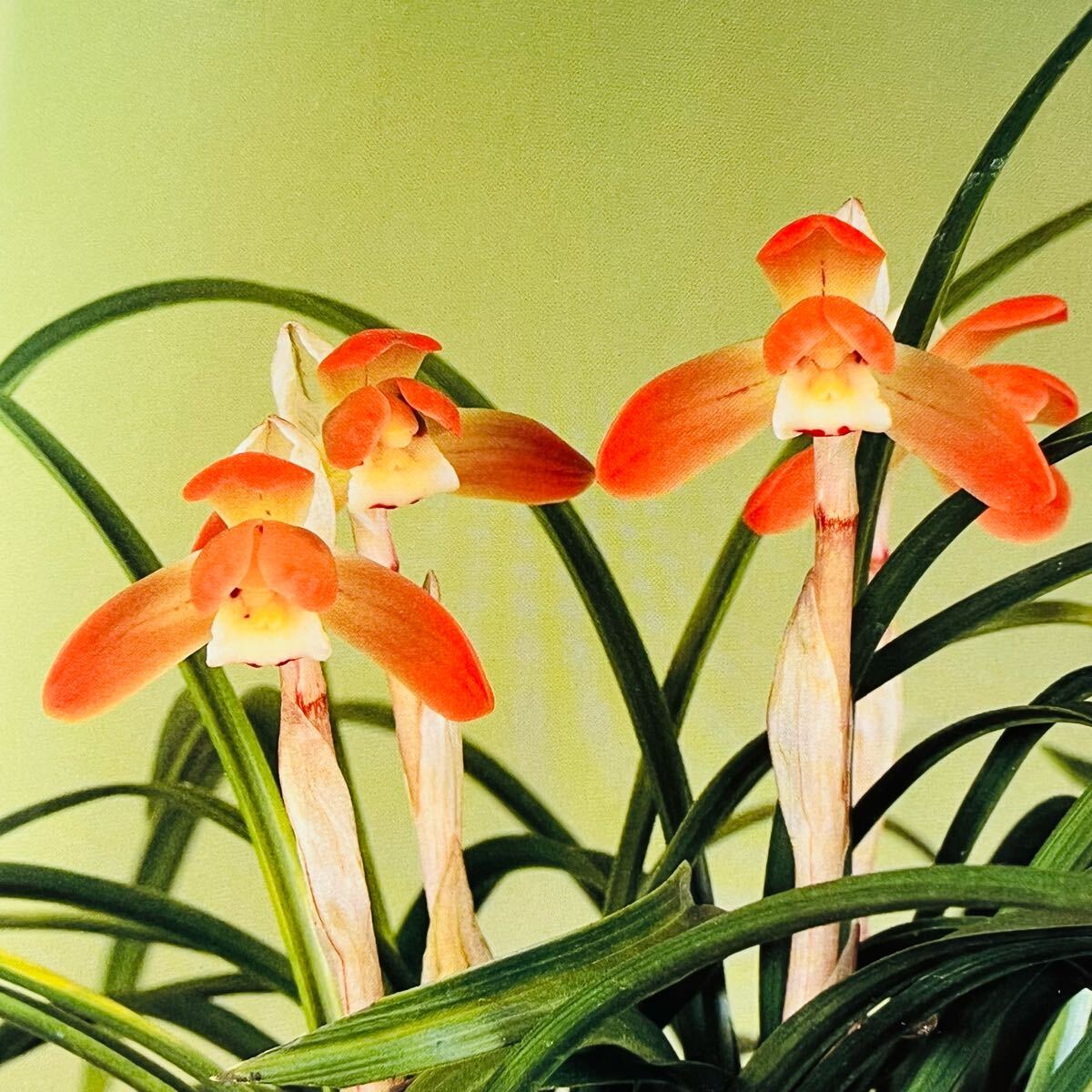 韓国春蘭 『神秘』 日本春蘭