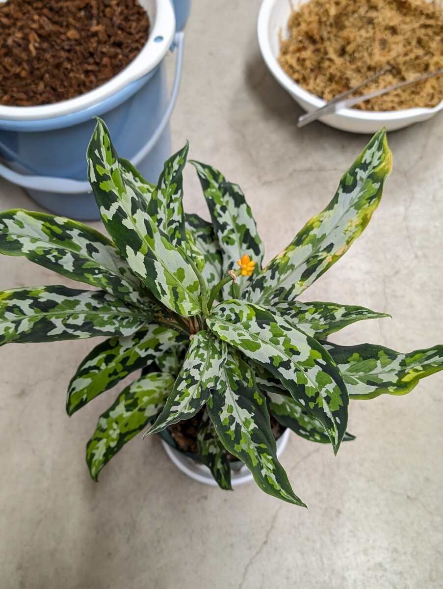 新品】【LA便ネームド】◇Aglaonema pictum A “雷切”【LA0914