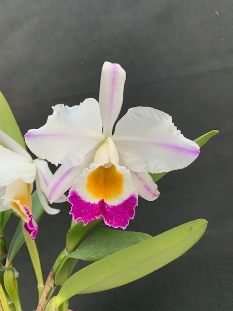 新品】洋蘭原種() C. eldorado (=wallisii) カトレア エルドラド
