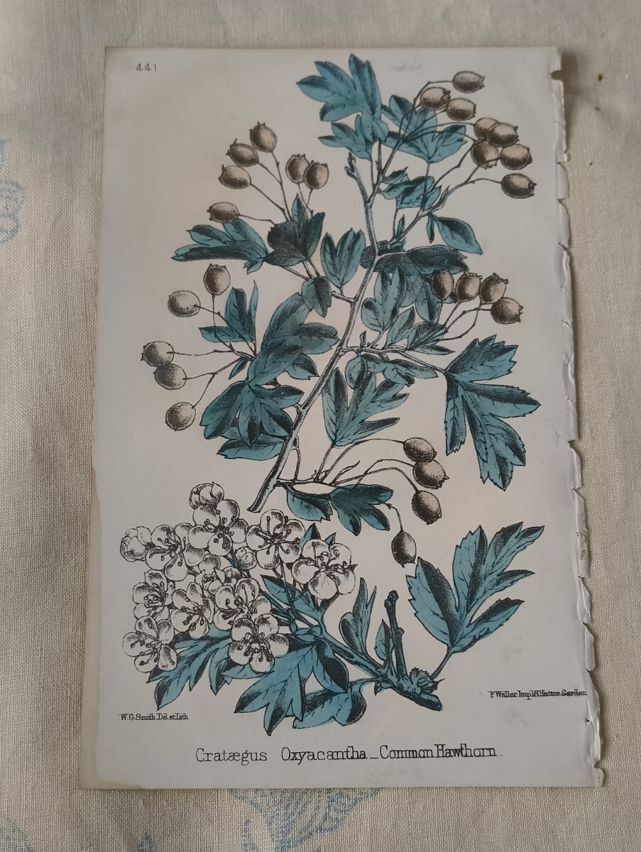 中古】石坂春生 肉筆 原画 絵画 鉛筆画 水彩画 デッサン 習作