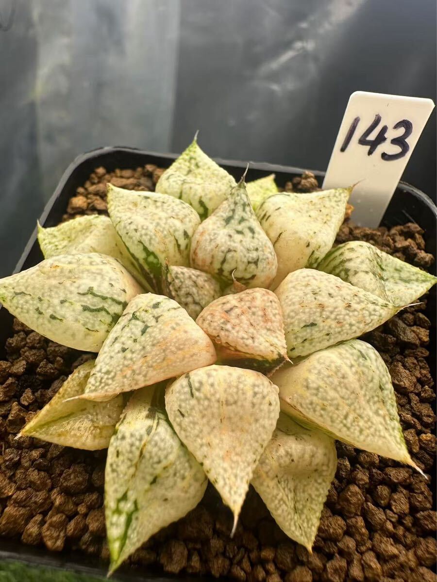 c*a様 パンドラピクタ鮮明錦　超美株　糊斑　極上班　大きめ c*a様 パンドラピクタ鮮明錦 超美株 糊斑 極上班 大きめ