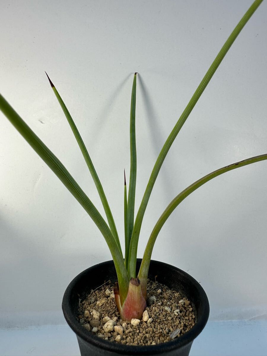 実生】アガベ・ストリクタ'ルブラ' 赤吹上①Agave stricta 'Rubra