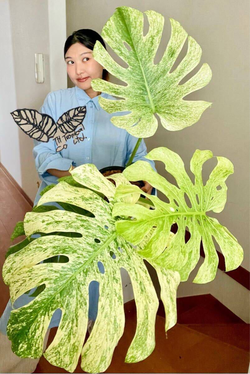 モンステラデリシオーサペパーミント 【公式通販】