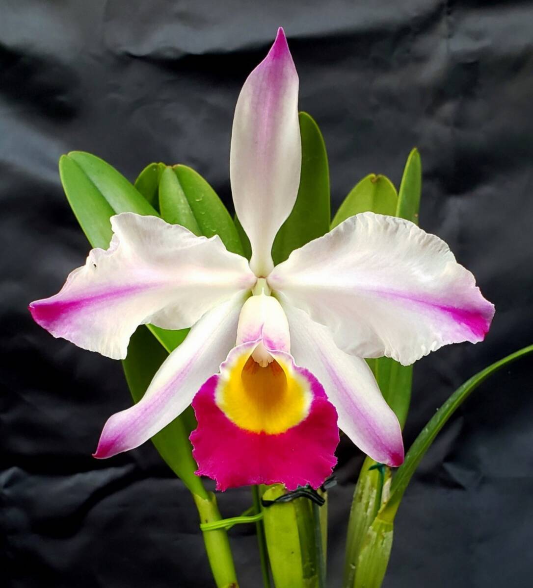 新品】洋蘭原種() C. eldorado (=wallisii) カトレア エルドラド