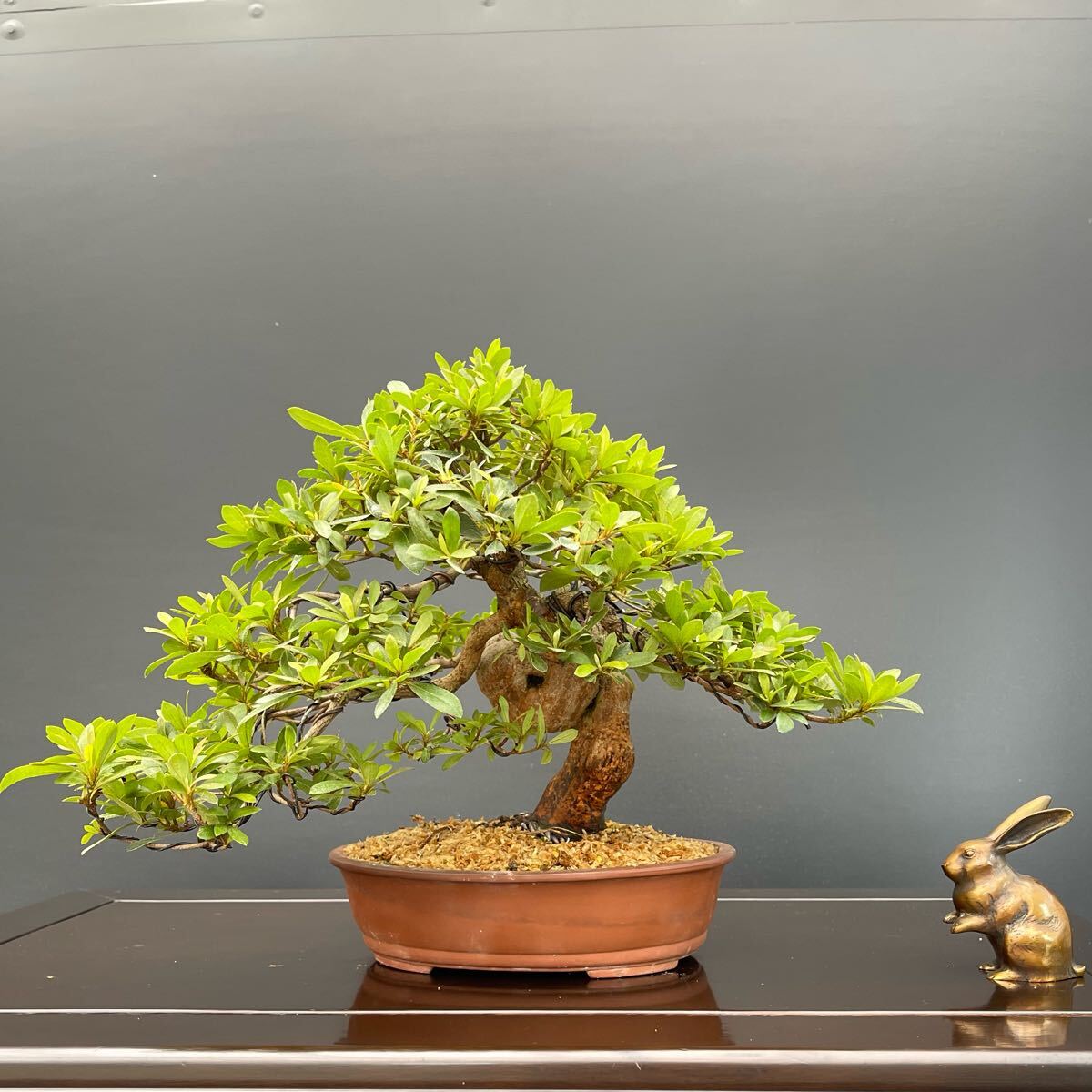 【 藤掛雄山 】雄山／最高絵／希少一級品／盆栽鉢／繊細」 雄山（染付花札図丸）三つ一組 高級盆栽鉢 A3657☆陶器鉢 ミニ盆栽