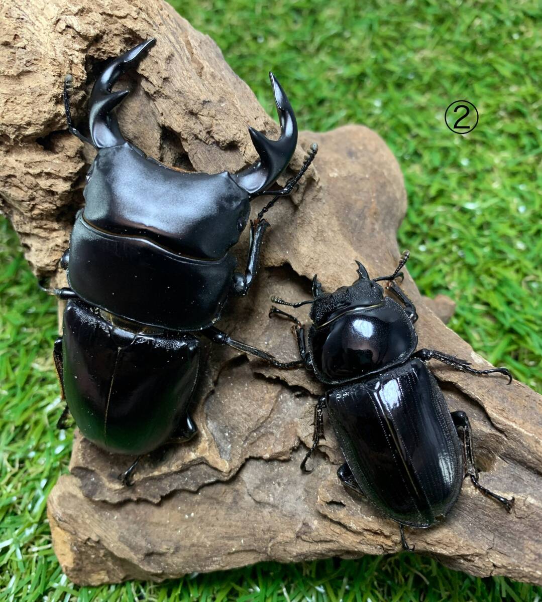 2003春】ムシキング グランディスオオクワガタ 青 レア ムシキング