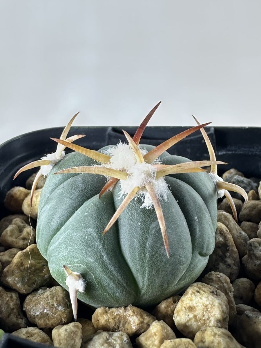 未使用】Echinocactus horizonthalonius エキノカクタス 太平丸 実生