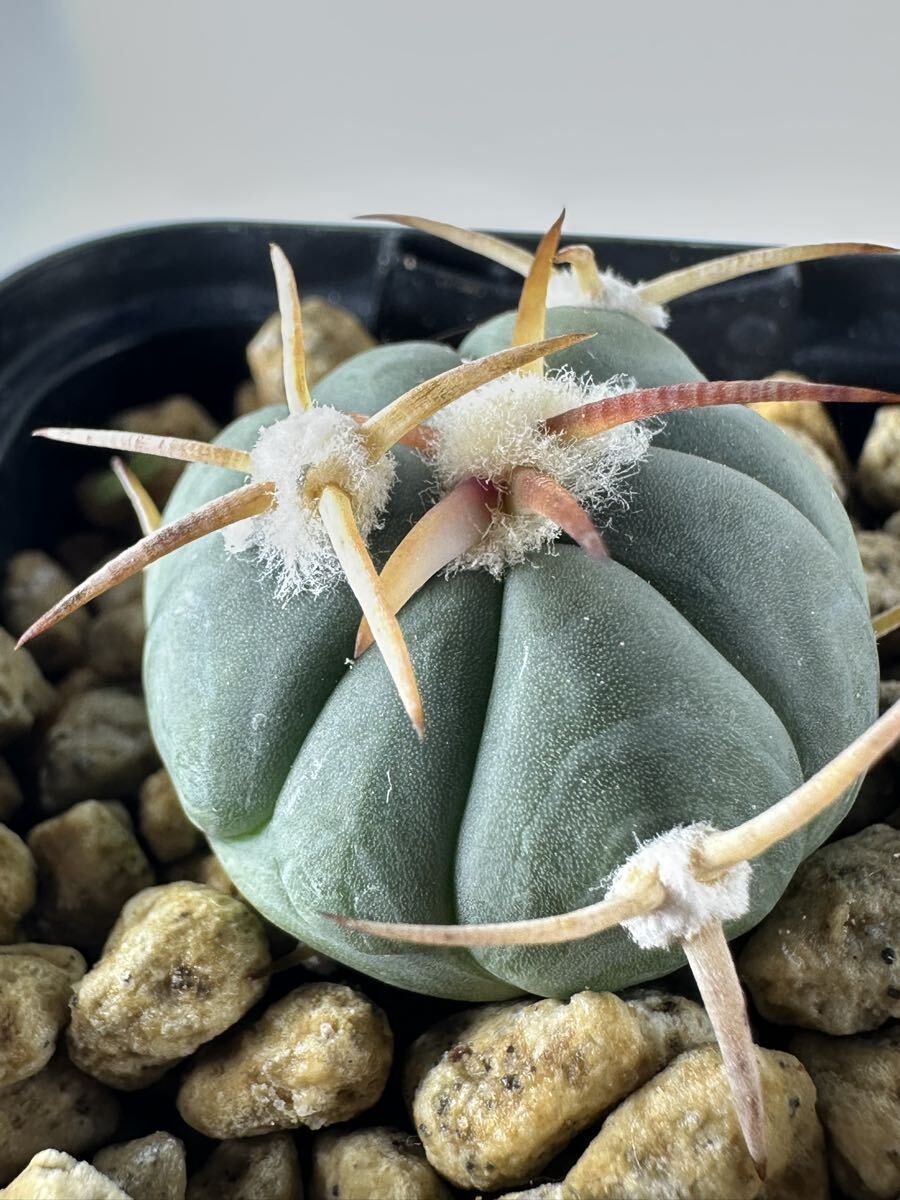 未使用】Echinocactus horizonthalonius エキノカクタス 太平丸 実生