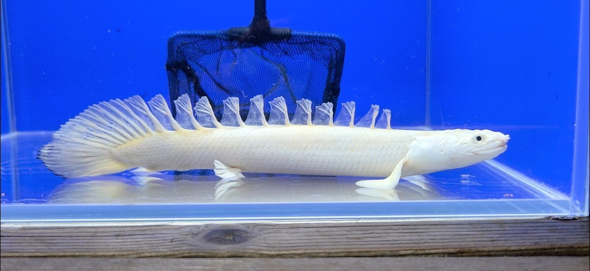 美品　34cmポリプテルス　フィギュア　レプリカ　fish craft REAL 魚の模型制作しています。 fish craft REAL - 34cmポリプテルス