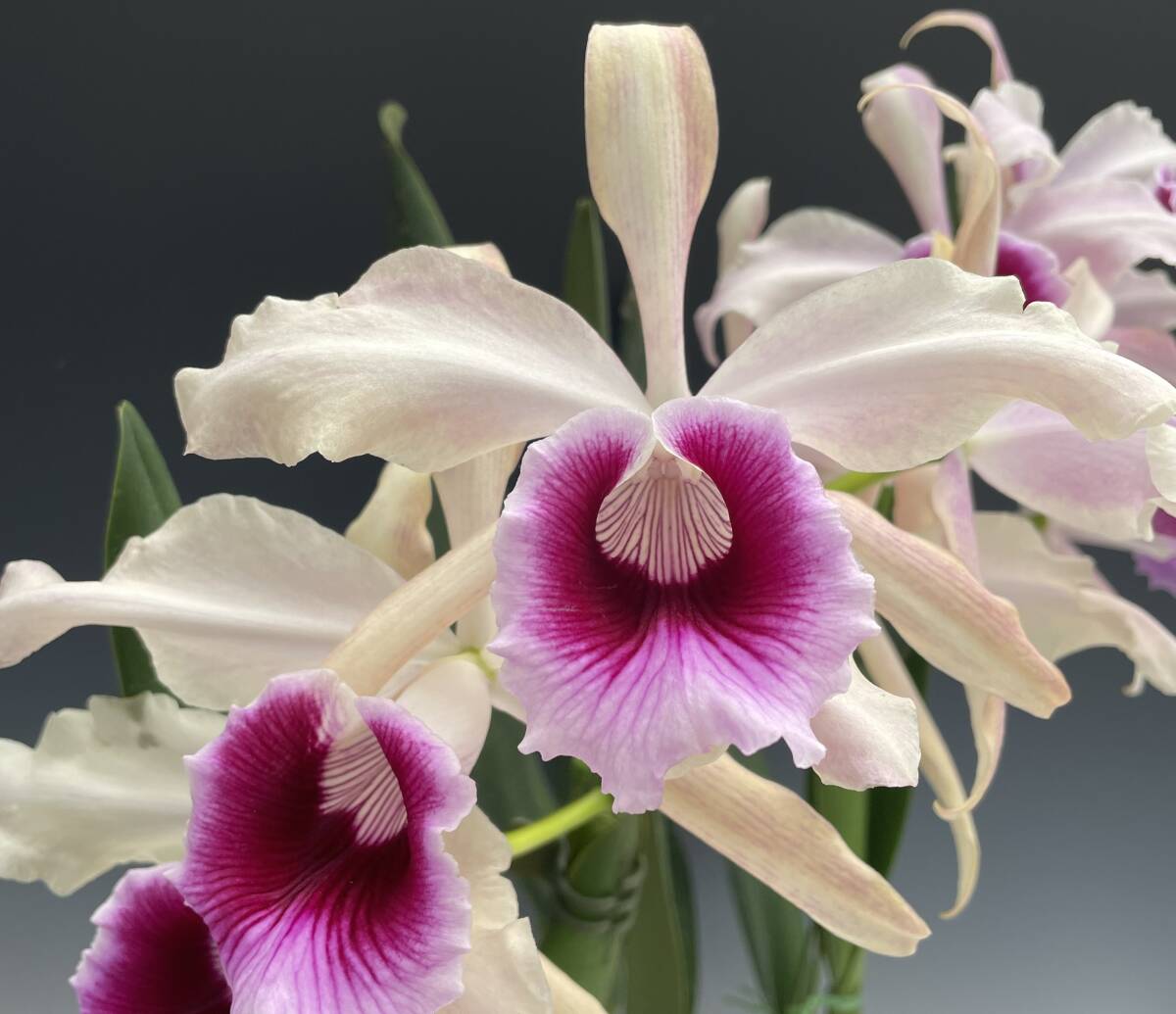 洋蘭 原種 カトレア C. tenebrosa 濃色花 | BAPTISTIKA.COM