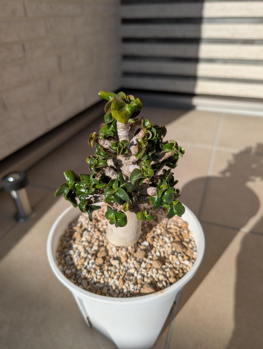 111 アデニウム バオバブもどき Adenium サボテン 多肉植物 塊根