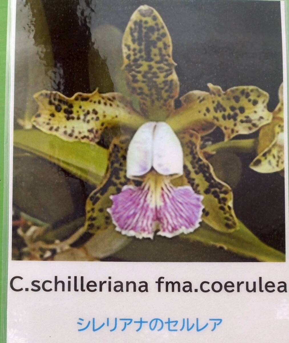 新品】☆洋蘭☆原種☆カトレア☆C. schilleriana f.coerulea 花確認株
