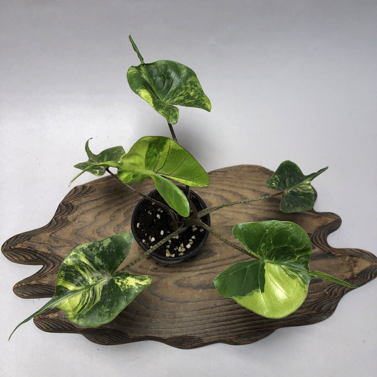 新品】☆TO☆アロカシアの小形品種 Alocasia 'Babyray' 観葉植物