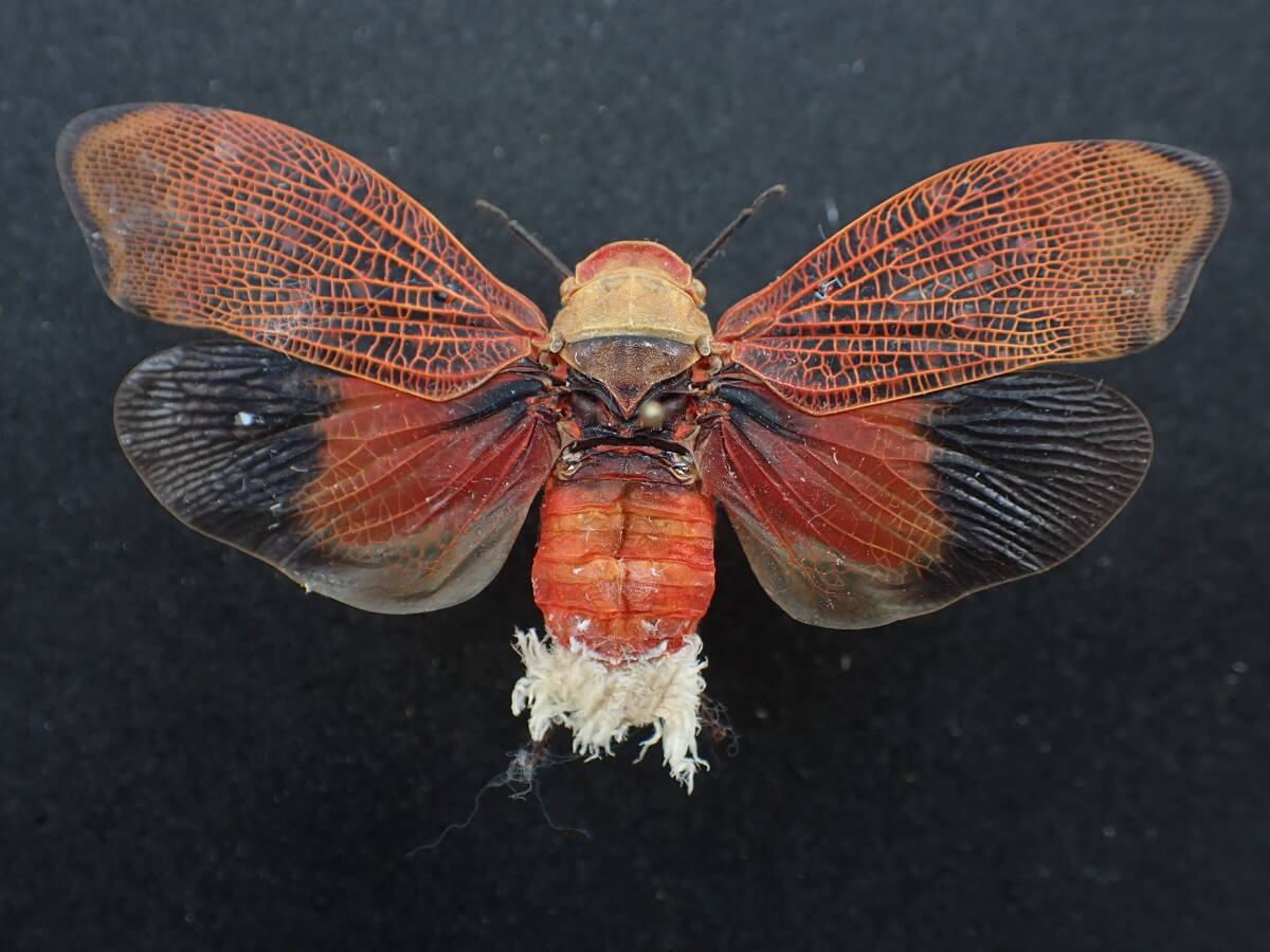 写真をよくご覧ください】外国 昆虫 標本 ユカタンビワハゴロモ2頭 美