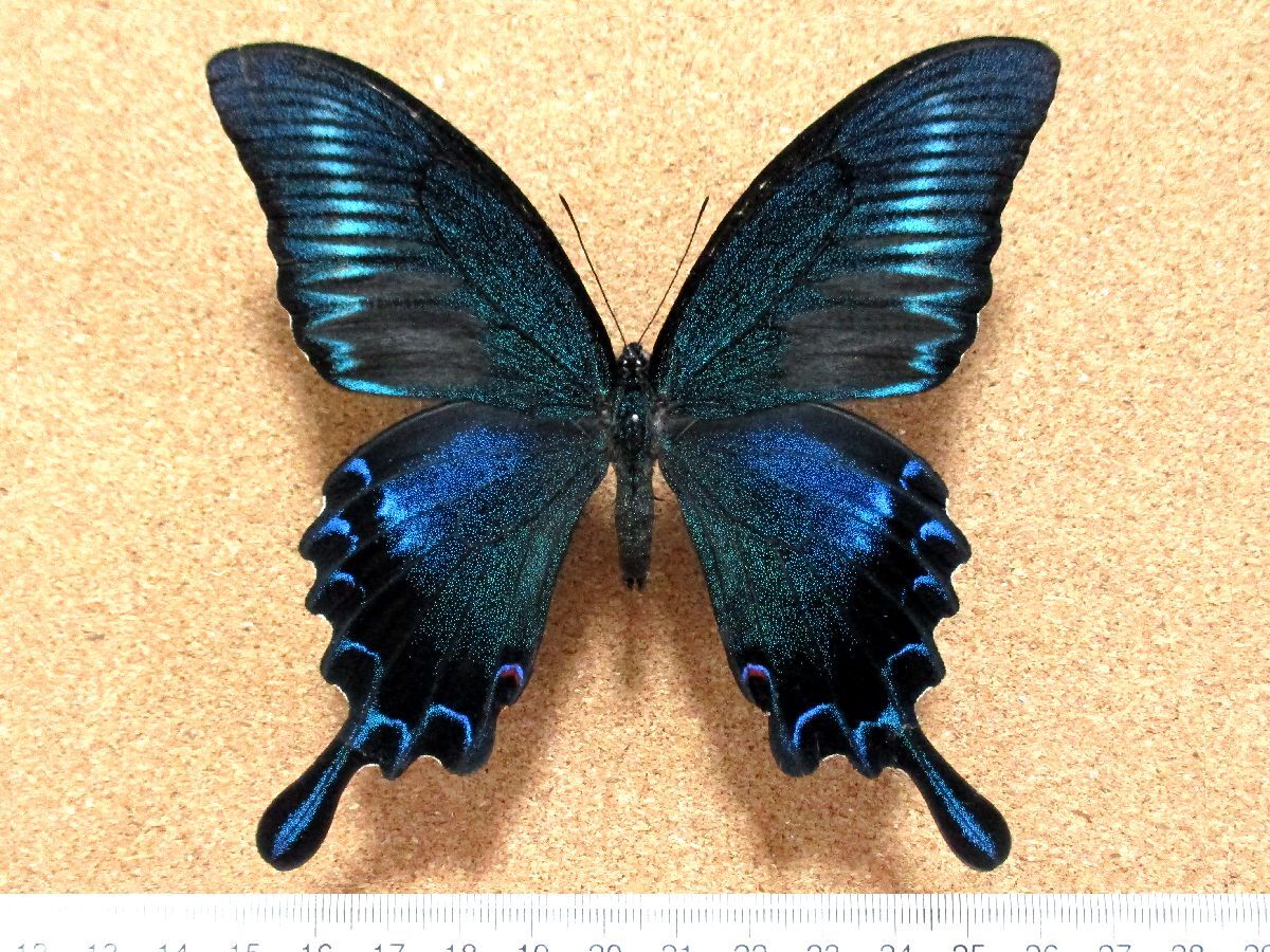 シナカラスアゲハ♂♀標本★四川省中国産★ 90/93mmペア美麗標本♀稀 蝶 標本 ミヤマカラスアゲハ ペア 美麗種 秋山郷産の落札情報詳細