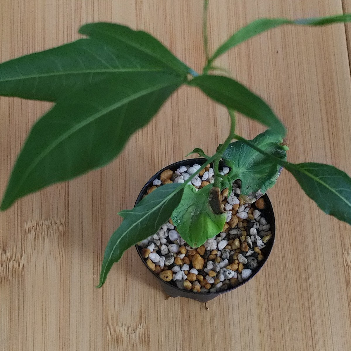 新品】【種子】Adansonia Grandidieri☆Baobab グランディディエ