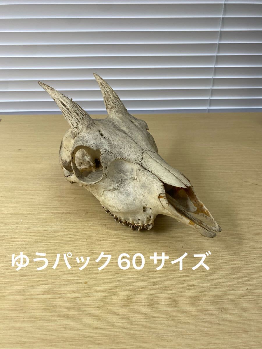動物の骨製頭蓋骨 猿の頭蓋骨　スカル　骨格標本　ニホンザル 08BVM 希少 サルの頭蓋骨/猿 骨格標本 剥製 頭骨 ドクロ スカル 獣医学