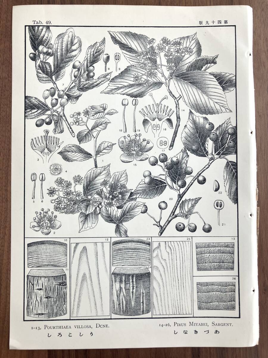 ☆ドイツ/アンティークボタニカルアート②/植物画/リトグラフ/1887年
