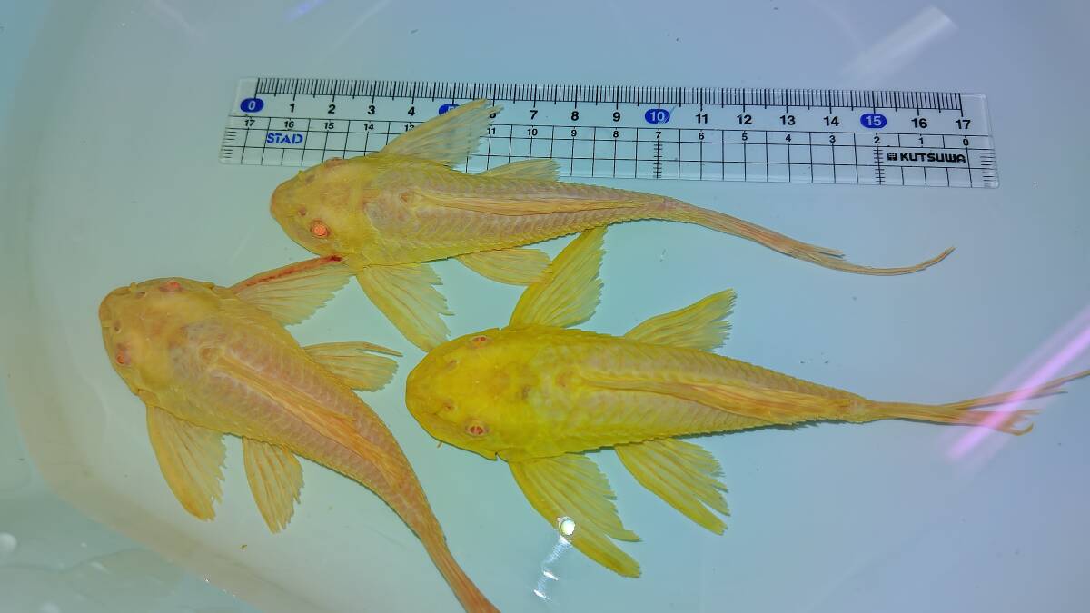 超特大 セルフィンプレコ 40cm 特大 巨大 プレコ 40 セルフィン 古代魚 