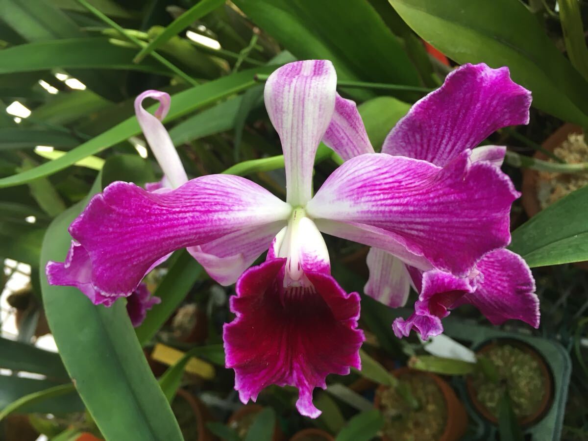07.☆洋蘭カトレア原種☆C.purpurata flamea 良株花付きの落札情報詳細